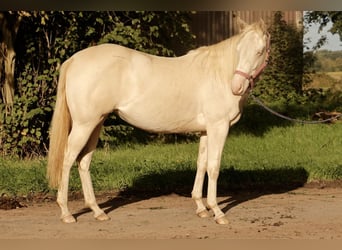 American Quarter Horse, Stute, 1 Jahr, Perlino