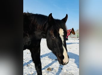 American Quarter Horse, Stute, 1 Jahr, Rappe