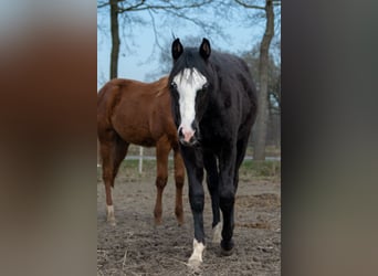 American Quarter Horse Mix, Stute, 1 Jahr, Rappe