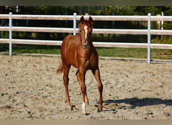 American Quarter Horse, Stute, 1 Jahr