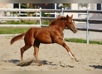 American Quarter Horse, Stute, 1 Jahr