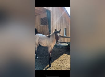 American Quarter Horse, Stute, 1 Jahr, Roan-Bay