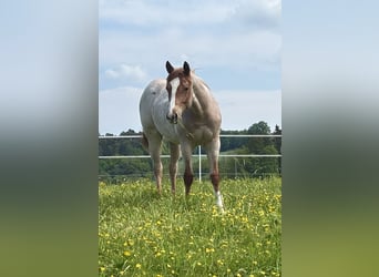 American Quarter Horse, Stute, 1 Jahr, Roan-Red