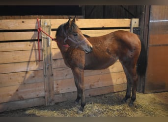 American Quarter Horse, Stute, 1 Jahr, Rotbrauner