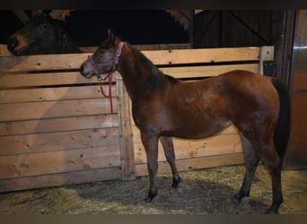 American Quarter Horse, Stute, 1 Jahr, Rotbrauner