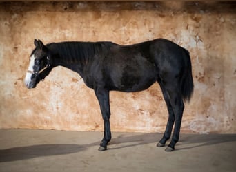 American Quarter Horse, Stute, 1 Jahr, Schimmel