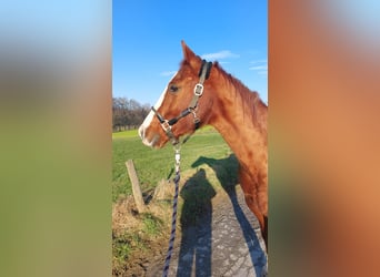 American Quarter Horse, Stute, 20 Jahre, 150 cm, Fuchs