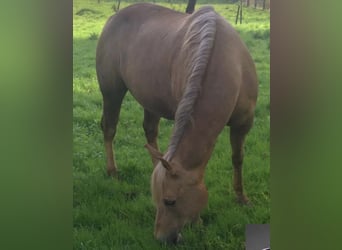 American Quarter Horse, Stute, 20 Jahre, 150 cm