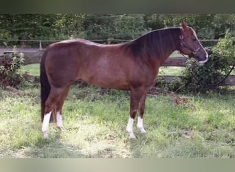 American Quarter Horse, Stute, 20 Jahre, 150 cm