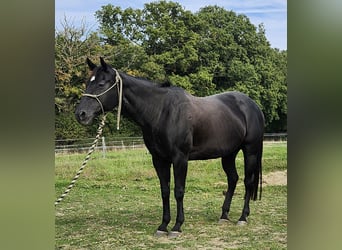 American Quarter Horse, Stute, 20 Jahre, 154 cm, Rappe