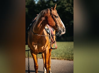 American Quarter Horse, Stute, 20 Jahre, 155 cm, Dunkelfuchs