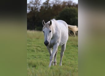 American Quarter Horse, Stute, 20 Jahre, 155 cm, Schimmel