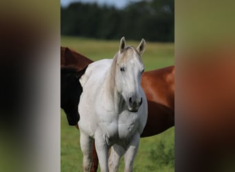 American Quarter Horse, Stute, 20 Jahre, 155 cm, Schimmel
