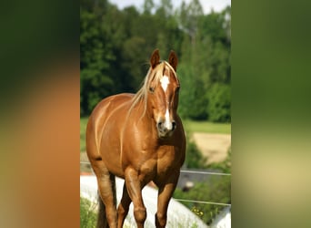American Quarter Horse, Stute, 20 Jahre, Fuchs