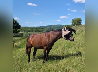 American Quarter Horse, Stute, 21 Jahre, 145 cm, Brauner