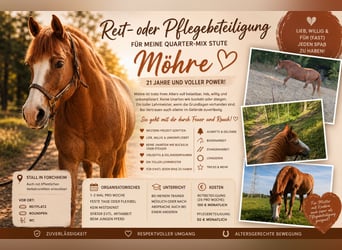 American Quarter Horse Mix, Stute, 22 Jahre, 146 cm