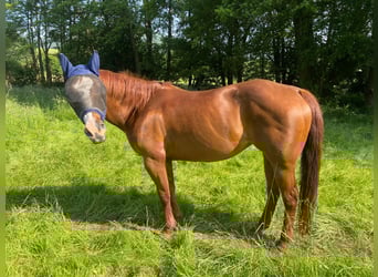 American Quarter Horse, Stute, 22 Jahre, 153 cm, Fuchs