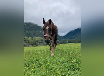 American Quarter Horse, Stute, 22 Jahre, 155 cm, Brauner