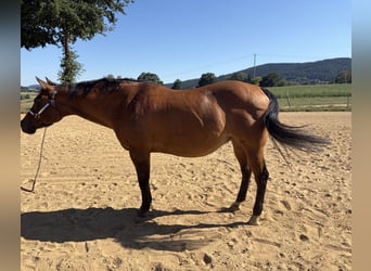 American Quarter Horse, Stute, 22 Jahre, 155 cm, Falbe
