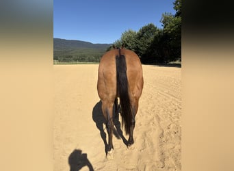 American Quarter Horse, Stute, 22 Jahre, 155 cm, Falbe