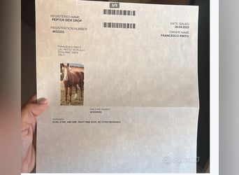 American Quarter Horse, Stute, 22 Jahre, 155 cm, Fuchs