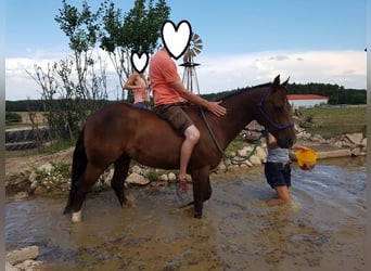 American Quarter Horse, Stute, 23 Jahre, 145 cm, Palomino