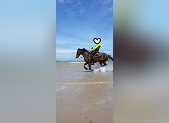 American Quarter Horse, Stute, 23 Jahre, 145 cm, Palomino