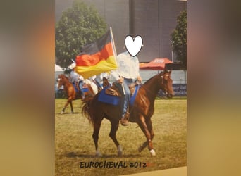 American Quarter Horse, Stute, 23 Jahre, 145 cm, Palomino