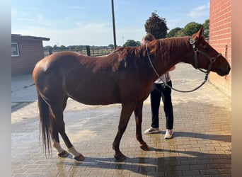 American Quarter Horse, Stute, 23 Jahre, 149 cm, Fuchs