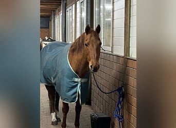 American Quarter Horse, Stute, 23 Jahre, 149 cm, Fuchs