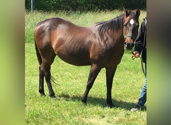 American Quarter Horse, Stute, 24 Jahre, 150 cm, Dunkelbrauner