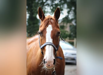 American Quarter Horse, Stute, 24 Jahre, 153 cm, Fuchs
