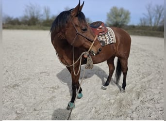 American Quarter Horse, Stute, 24 Jahre