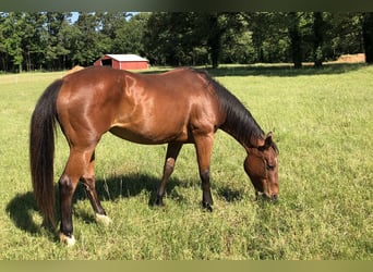 American Quarter Horse, Stute, 25 Jahre, 152 cm, Dunkelbrauner