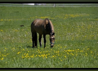 American Quarter Horse, Stute, 26 Jahre, 150 cm, Buckskin