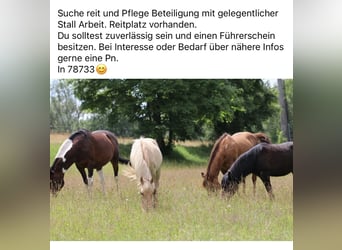 American Quarter Horse, Stute, 26 Jahre