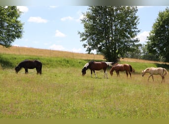 American Quarter Horse, Stute, 26 Jahre