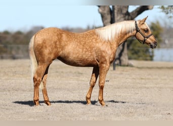 American Quarter Horse, Stute, 2 Jahre, 137 cm, Palomino
