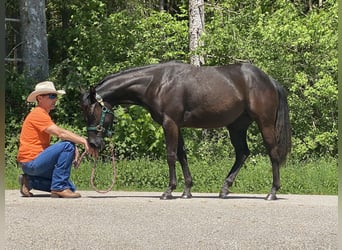 American Quarter Horse, Stute, 2 Jahre, 138 cm, Rappe