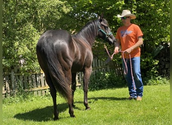 American Quarter Horse, Stute, 2 Jahre, 138 cm, Rappe