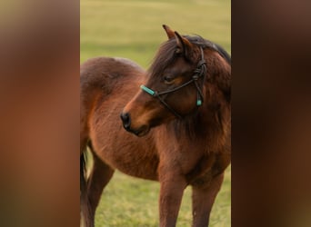 American Quarter Horse, Stute, 2 Jahre, 140 cm, Brauner