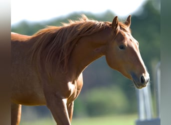 American Quarter Horse, Stute, 2 Jahre, 140 cm
