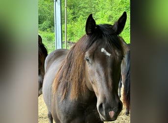 American Quarter Horse, Stute, 2 Jahre, 140 cm, Rappe
