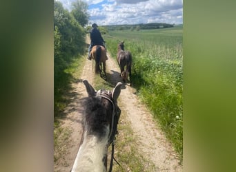 American Quarter Horse, Stute, 2 Jahre, 140 cm