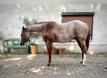 American Quarter Horse, Stute, 2 Jahre, 140 cm, Roan-Red