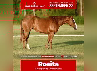 American Quarter Horse, Stute, 2 Jahre, 140 cm, Rotfuchs