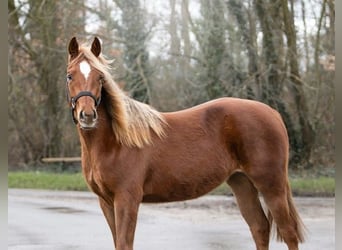American Quarter Horse, Stute, 2 Jahre, 141 cm, Dunkelfuchs