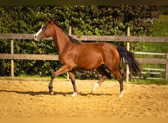 American Quarter Horse, Stute, 2 Jahre, 142 cm, Brauner