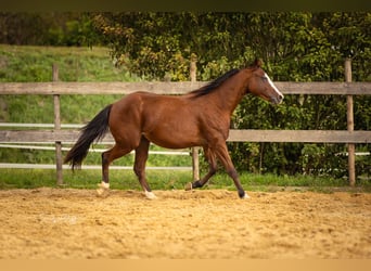 American Quarter Horse, Stute, 2 Jahre, 142 cm, Brauner