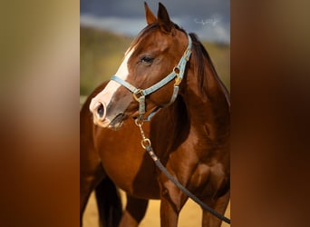 American Quarter Horse, Stute, 2 Jahre, 142 cm, Brauner
